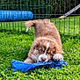 animal, architecture, backyard, building, canine, dog, field, grass, lawn, nature, outdoors, pet, plant, puppy, racket, shelter, sport, tennis, tennisracket, yard