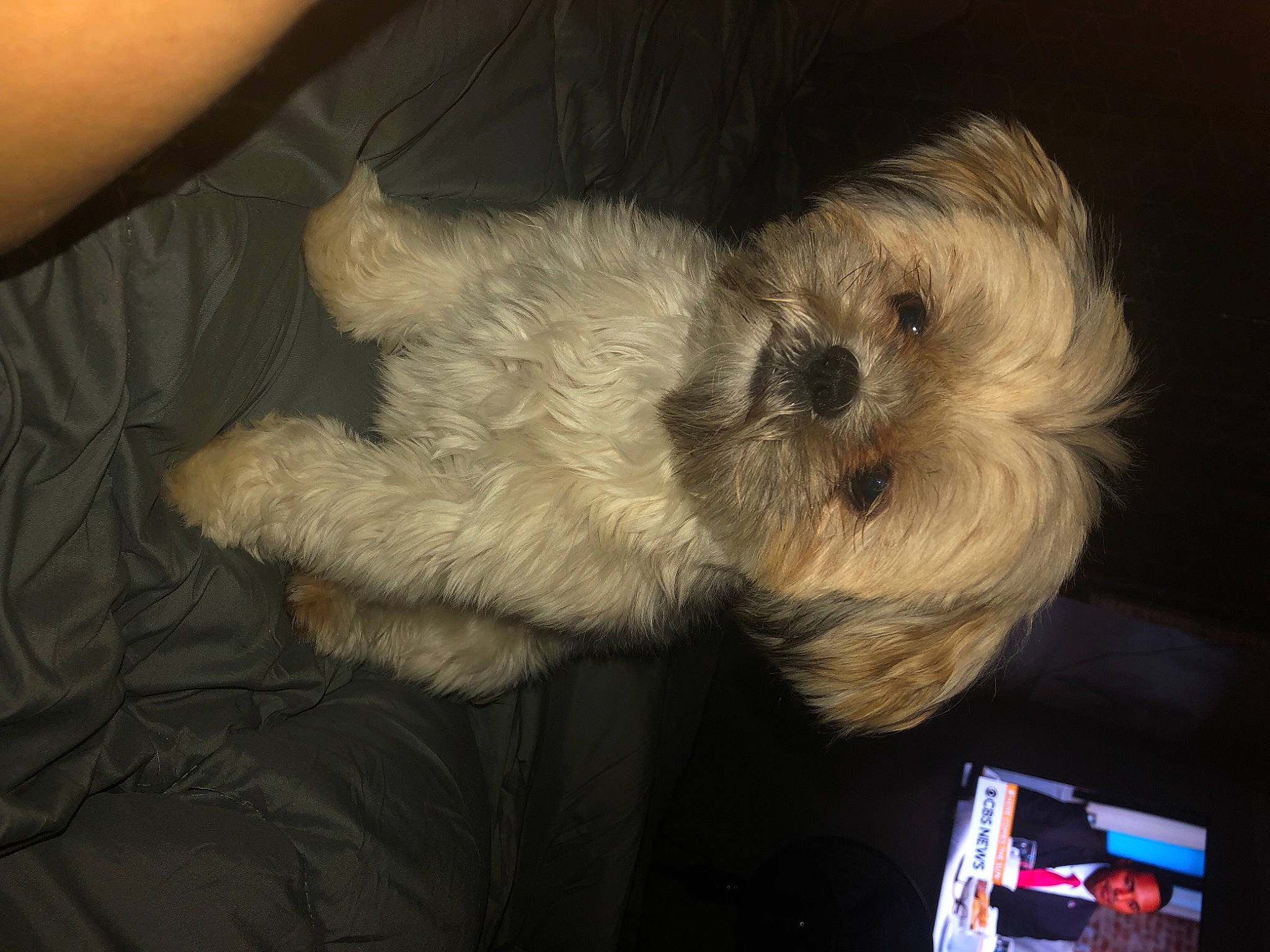 Marley joined the competition — help win amazing prizes! canidae, carnivore, comfort, companion_dog, dog, dog_breed, fawn, felidae, fur, maltepoo, paw, poodle_crossbreed, puppy_love, small_terrier, snout, sporting_group, tail, terrier, toy_dog, whiskers