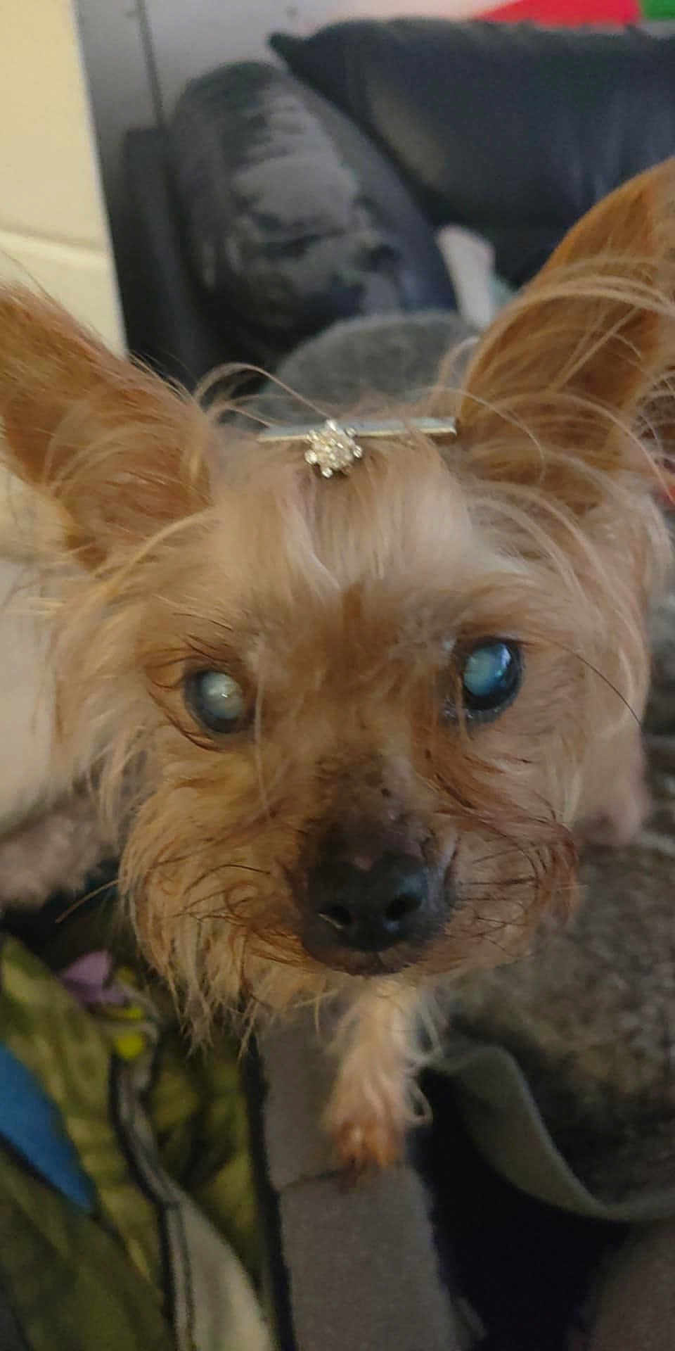 Laly participe au concours pour gagner de l'argent avec cette photo : dog, small_dog, close_up, indoor, pet, hairpin, curious, scruffy, canine, brown_fur, blind_dog, furry, animal, companion, cute, face, ears, nose, whiskers, cozy