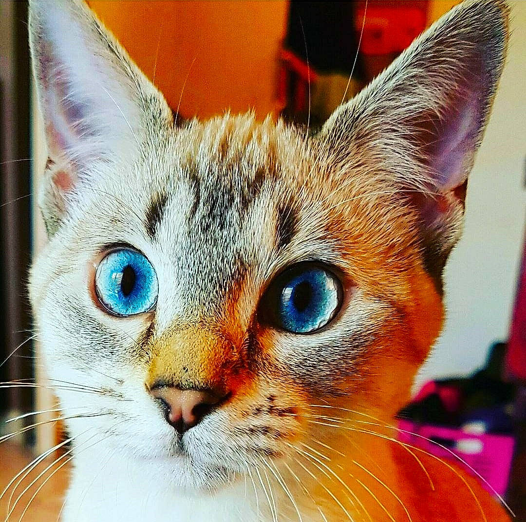 Kawa a rejoint le concours — aidez-le/la à gagner de superbes lots ! carnivore, cat, curious, domestic_short_haired_cat, felidae, fur, iris, kitten, orange, small_to_medium_sized_cats, snout, vertebrate, whiskers