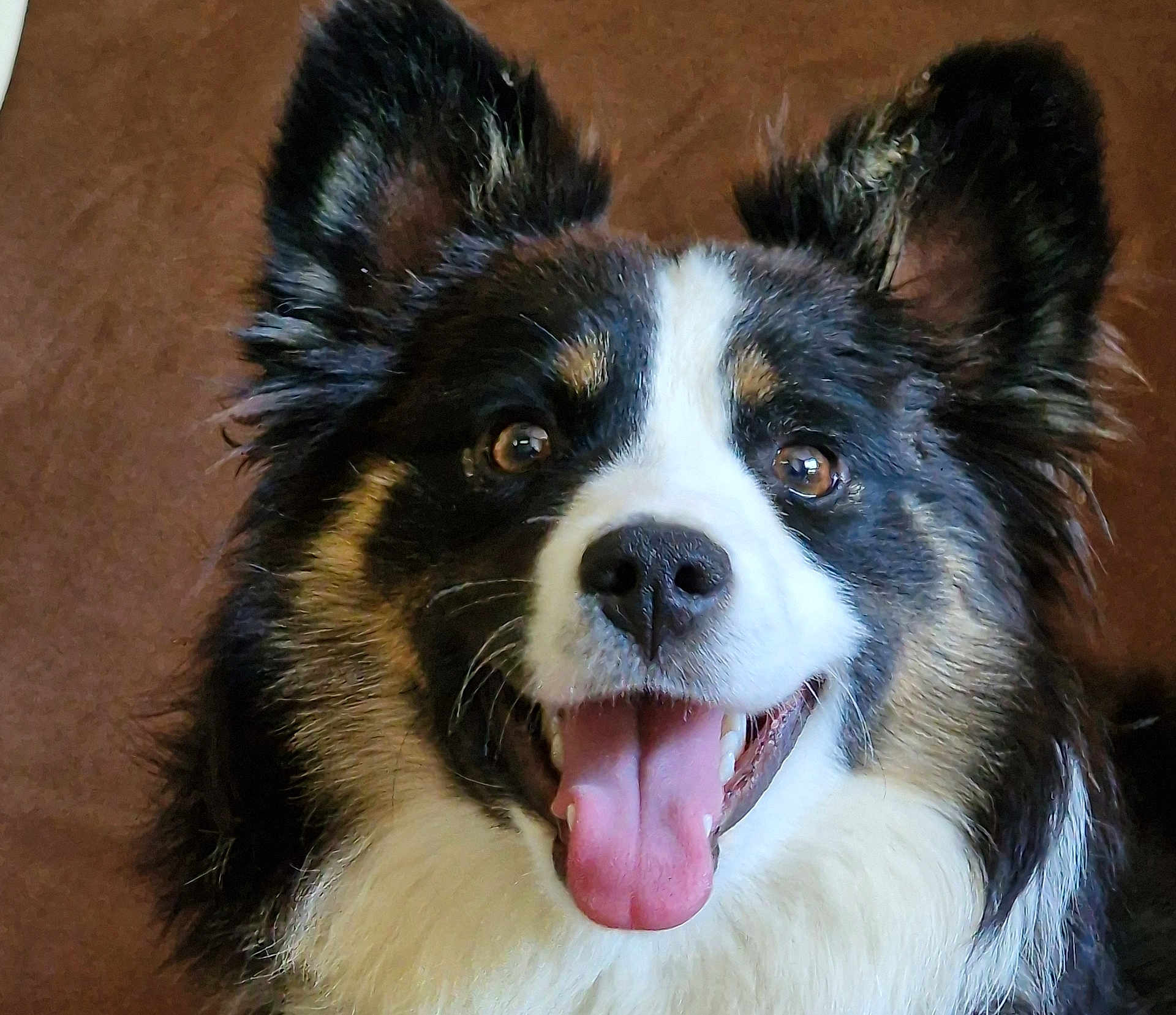 Sumba a rejoint le concours — aidez-le/la à gagner de superbes lots ! dog, happy, tongue_out, black_fur, white_fur, tan_fur, fluffy, pet, animal, close_up, canine, ears_up, smiling, face, portrait, domestic_animal, cute, friendly, indoor, fur