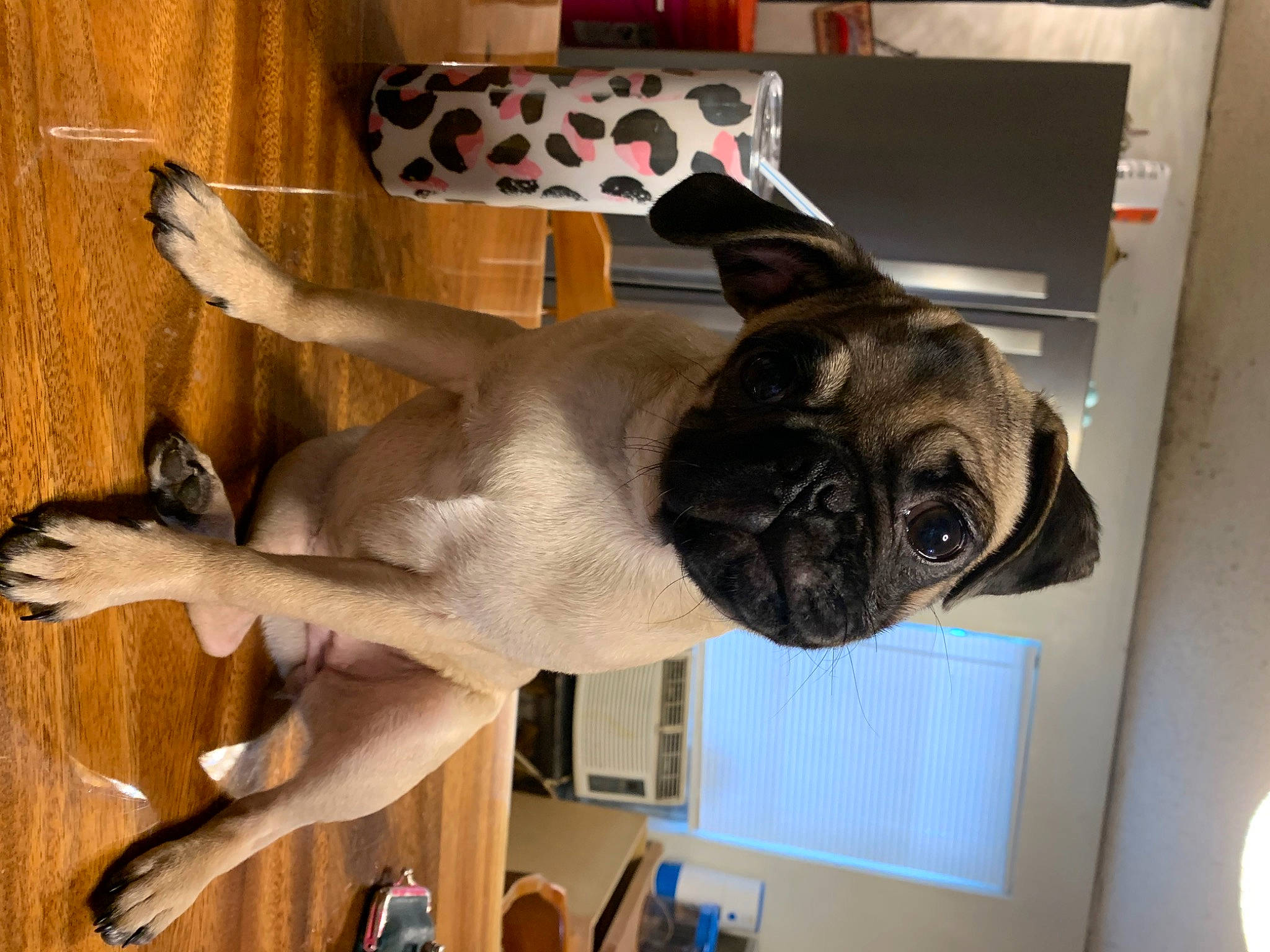 Cora Ann is registered to the contest to win money with this photo: ancient_dog_breeds, canidae, carnivore, collar, companion_dog, dog, dog_breed, fawn, hardwood, non_sporting_group, pet_supply, pug, snout, sporting_group, tail, toy_dog, wood, working_animal, wrinkle