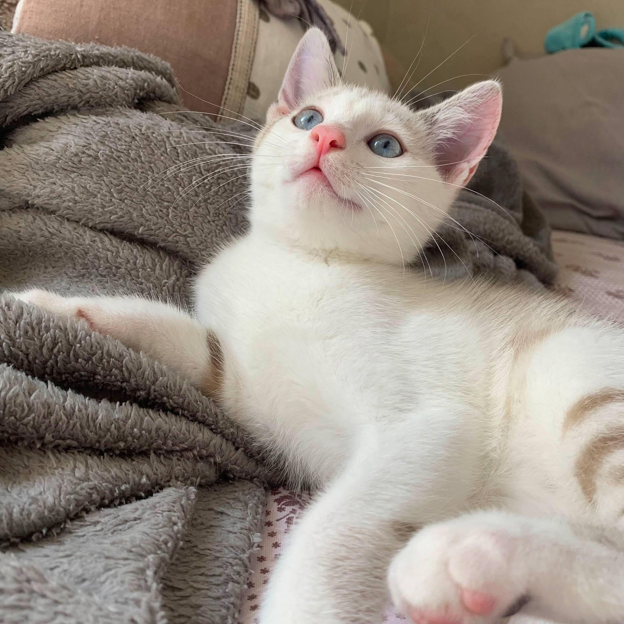 Phyllali participe au concours pour gagner de l'argent avec cette photo : carnivore, cat, cat_supply, claw, comfort, domestic_short_haired_cat, felidae, fur, linens, nap, paw, sleep, small_to_medium_sized_cats, snout, tail, whiskers, white