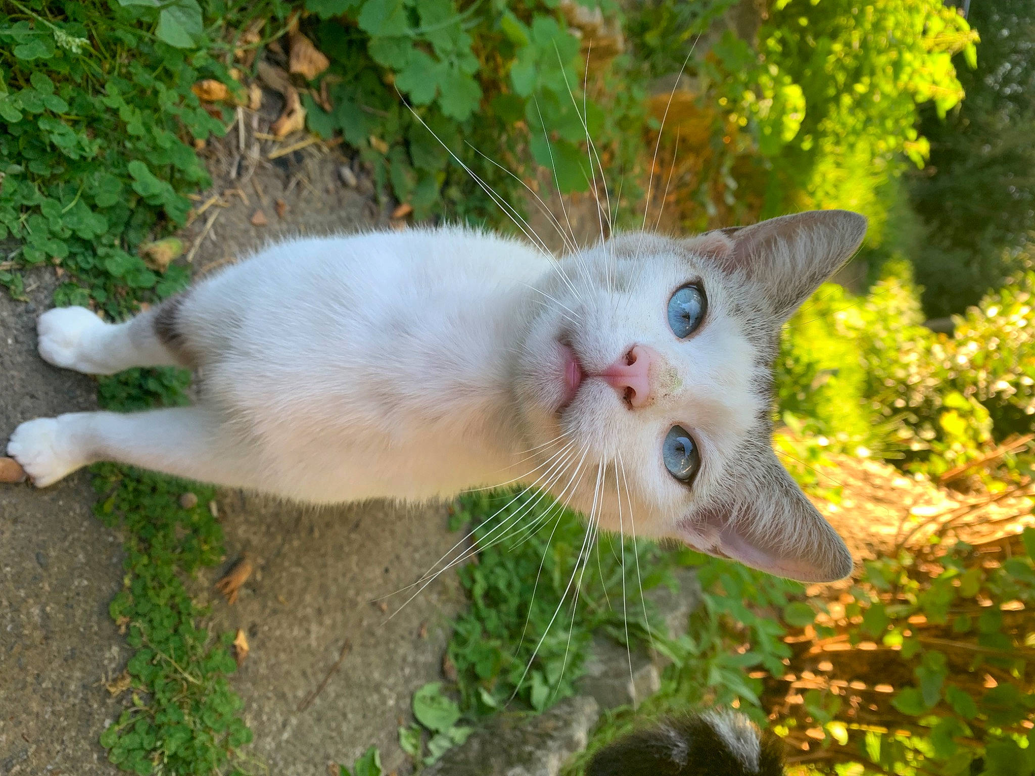 Phyllali a rejoint le concours — aidez-le/la à gagner de superbes lots ! art, carnivore, cat, domestic_short_haired_cat, fawn, felidae, flower, flowering_plant, fur, grass, groundcover, leaf, plant, shrub, small_to_medium_sized_cats, tail, terrestrial_animal, tree, whiskers, wildlife