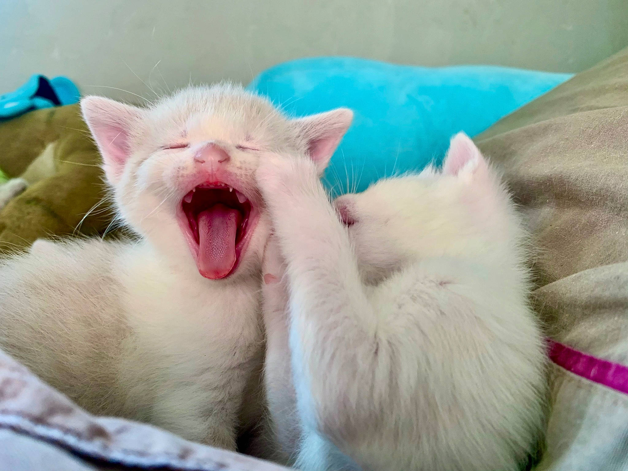 Phyllali participe au concours pour gagner de l'argent avec cette photo : carnivore, cat, claw, comfort, domestic_short_haired_cat, eye, fang, felidae, foot, fur, paw, roar, small_to_medium_sized_cats, terrestrial_animal, whiskers, yawn