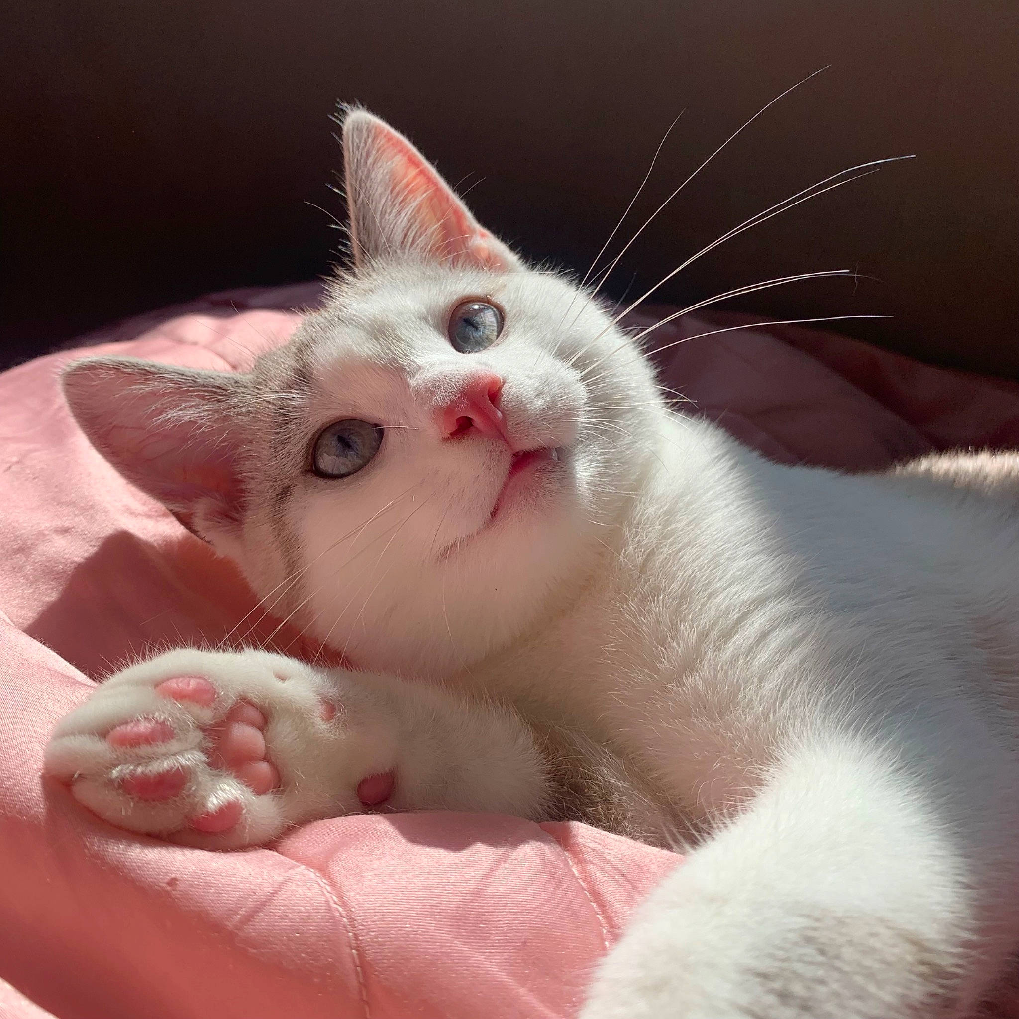 Phyllali a rejoint le concours — aidez-le/la à gagner de superbes lots ! carnivore, cat, claw, comfort, domestic_short_haired_cat, fang, fawn, felidae, foot, fur, paw, small_to_medium_sized_cats, snout, tail, terrestrial_animal, whiskers