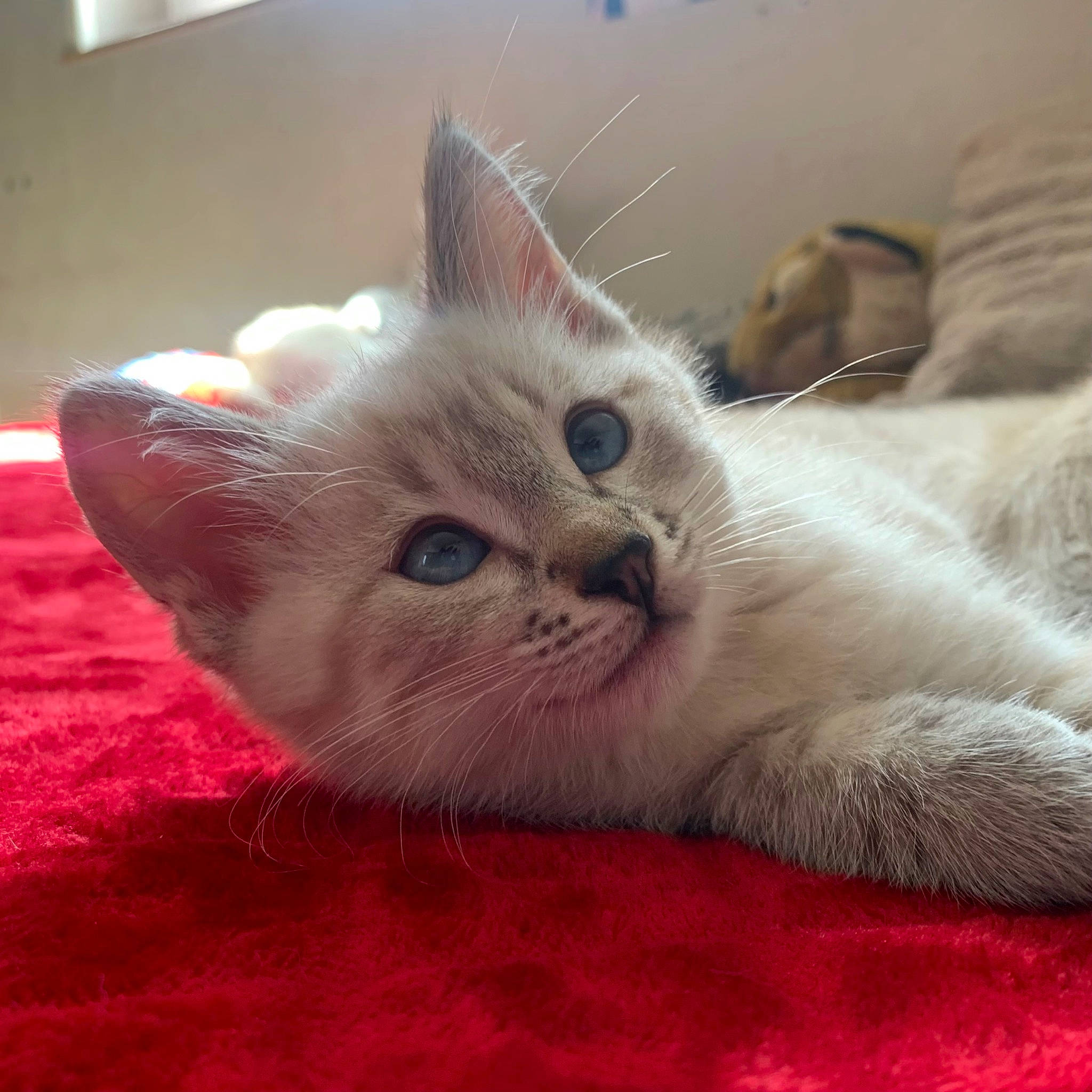 Noctali a rejoint le concours — aidez-le/la à gagner de superbes lots ! carnivore, cat, cat_bed, cat_supply, claw, comfort, domestic_short_haired_cat, eye, fawn, felidae, foot, fur, head, nap, paw, sleep, small_to_medium_sized_cats, snout, tail, whiskers