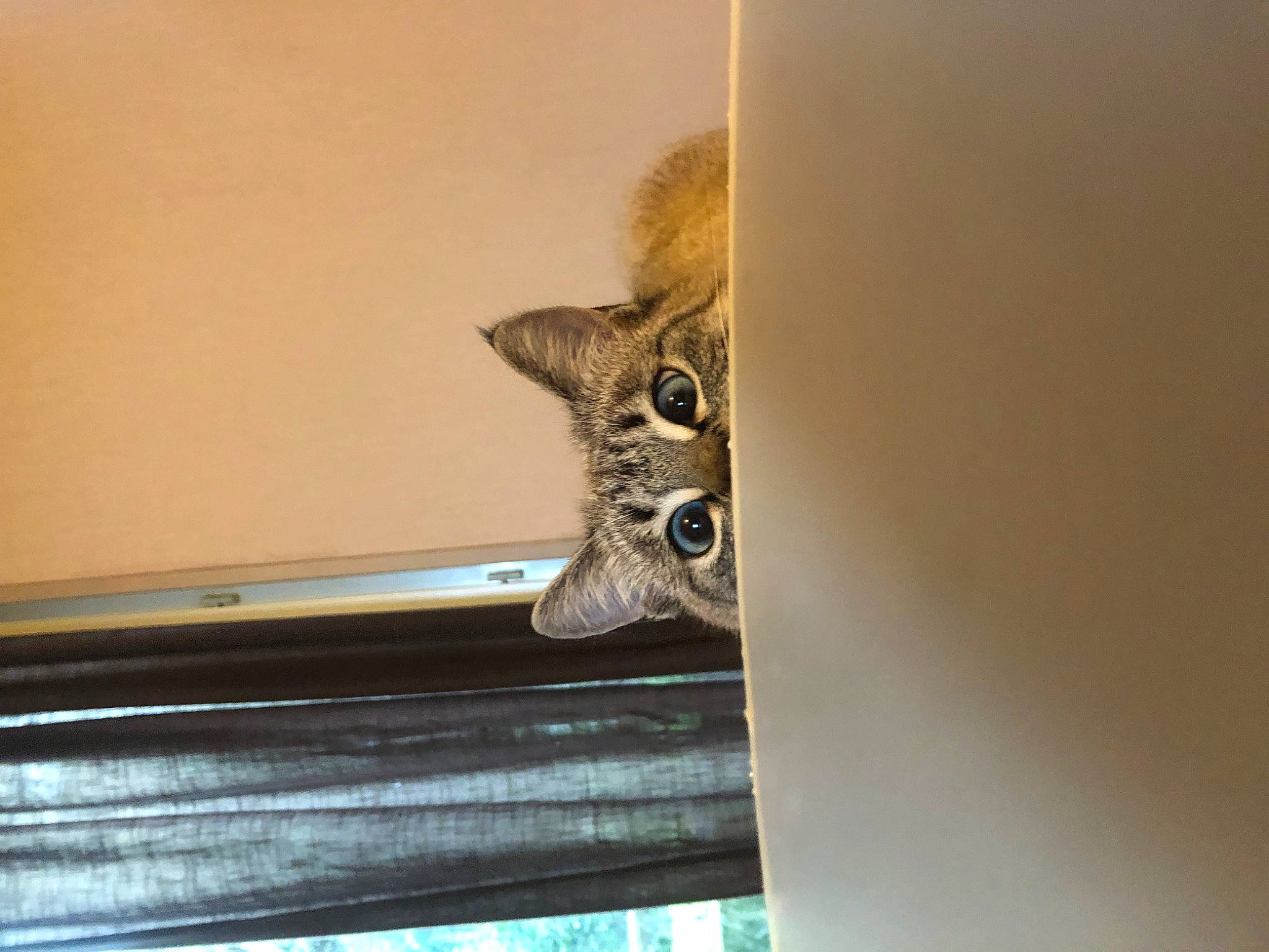 Noctali participe au concours pour gagner de l'argent avec cette photo : carnivore, cat, ceiling, domestic_short_haired_cat, fawn, felidae, fur, hardwood, metal, room, small_to_medium_sized_cats, tail, whiskers, window, wood