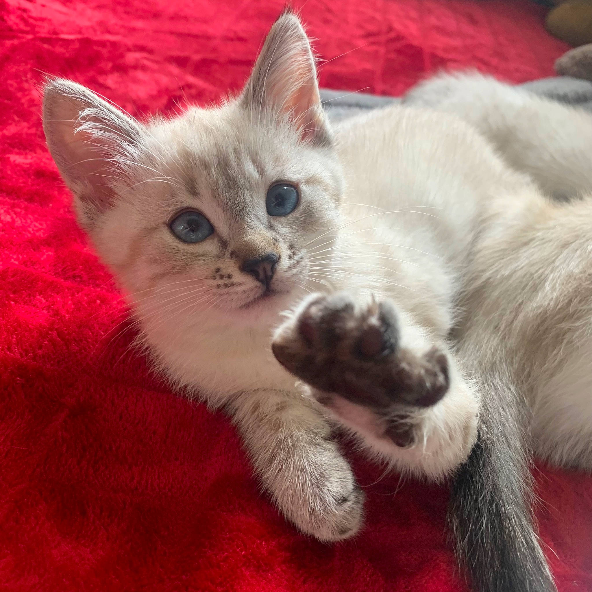 Noctali participe au concours pour gagner de l'argent avec cette photo : balinese, carnivore, cat, cat_furniture, cat_supply, claw, comfort, domestic_short_haired_cat, fawn, felidae, foot, fur, paw, photo_caption, small_to_medium_sized_cats, snout, tail, thai, whiskers