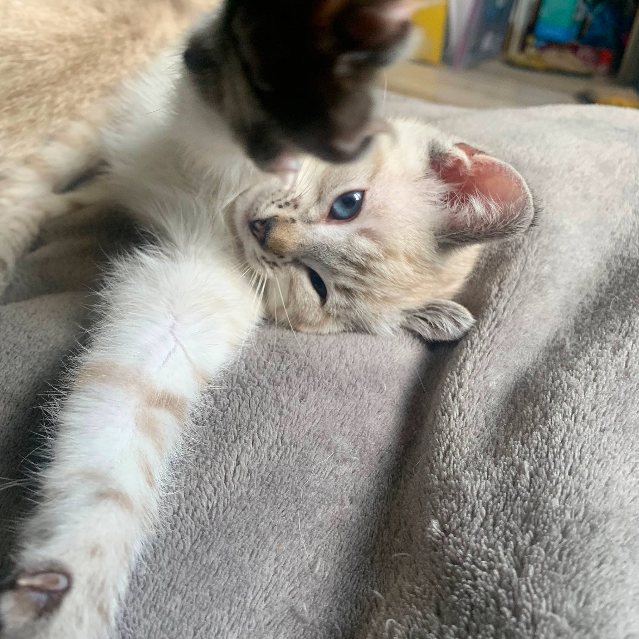 Noctali participe au concours pour gagner de l'argent avec cette photo : carnivore, cat, claw, comfort, domestic_short_haired_cat, felidae, fur, grey, nap, paw, photography, small_to_medium_sized_cats, snout, tail, terrestrial_animal, whiskers