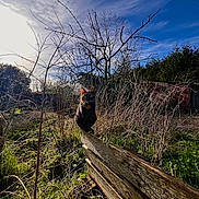 Bloom a rejoint le concours — aidez-le/la à gagner de superbes lots ! animal, architecture, building, cat, countryside, field, grass, grassland, land, meadow, nature, outdoors, pet, plant, reed, rural, shelter, tree, vegetation, wood