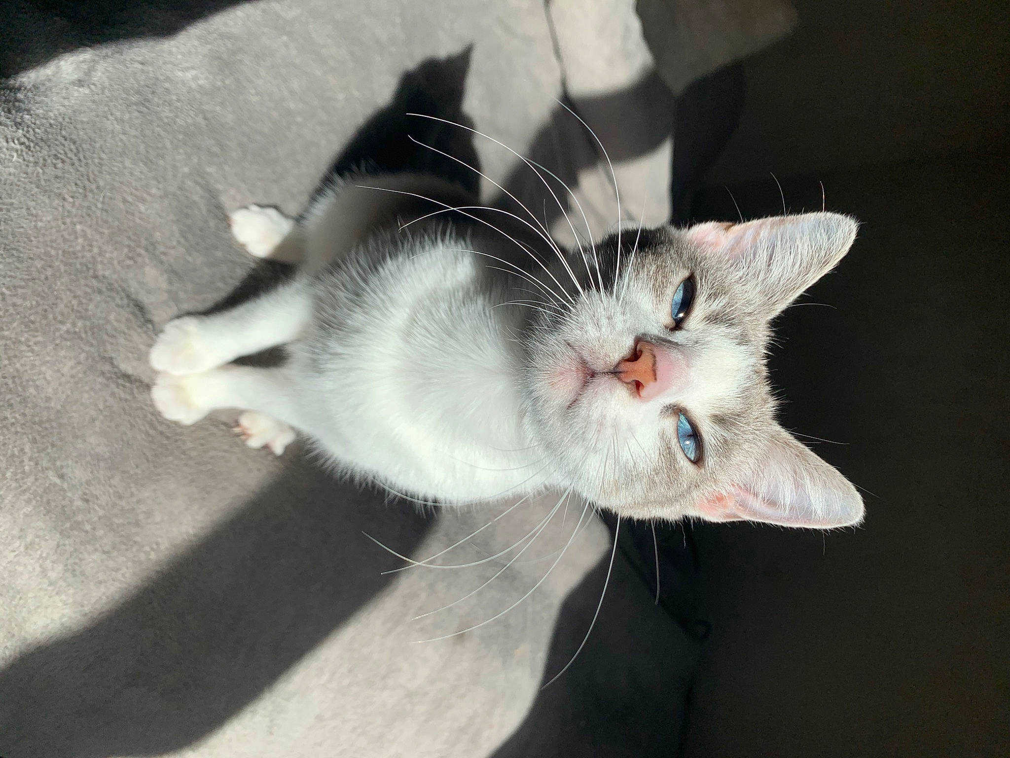 Evoli participe au concours pour gagner de l'argent avec cette photo : carnivore, cat, claw, domestic_short_haired_cat, ear, eyelash, fang, felidae, fur, gesture, jaw, paw, small_to_medium_sized_cats, snout, tail, whiskers