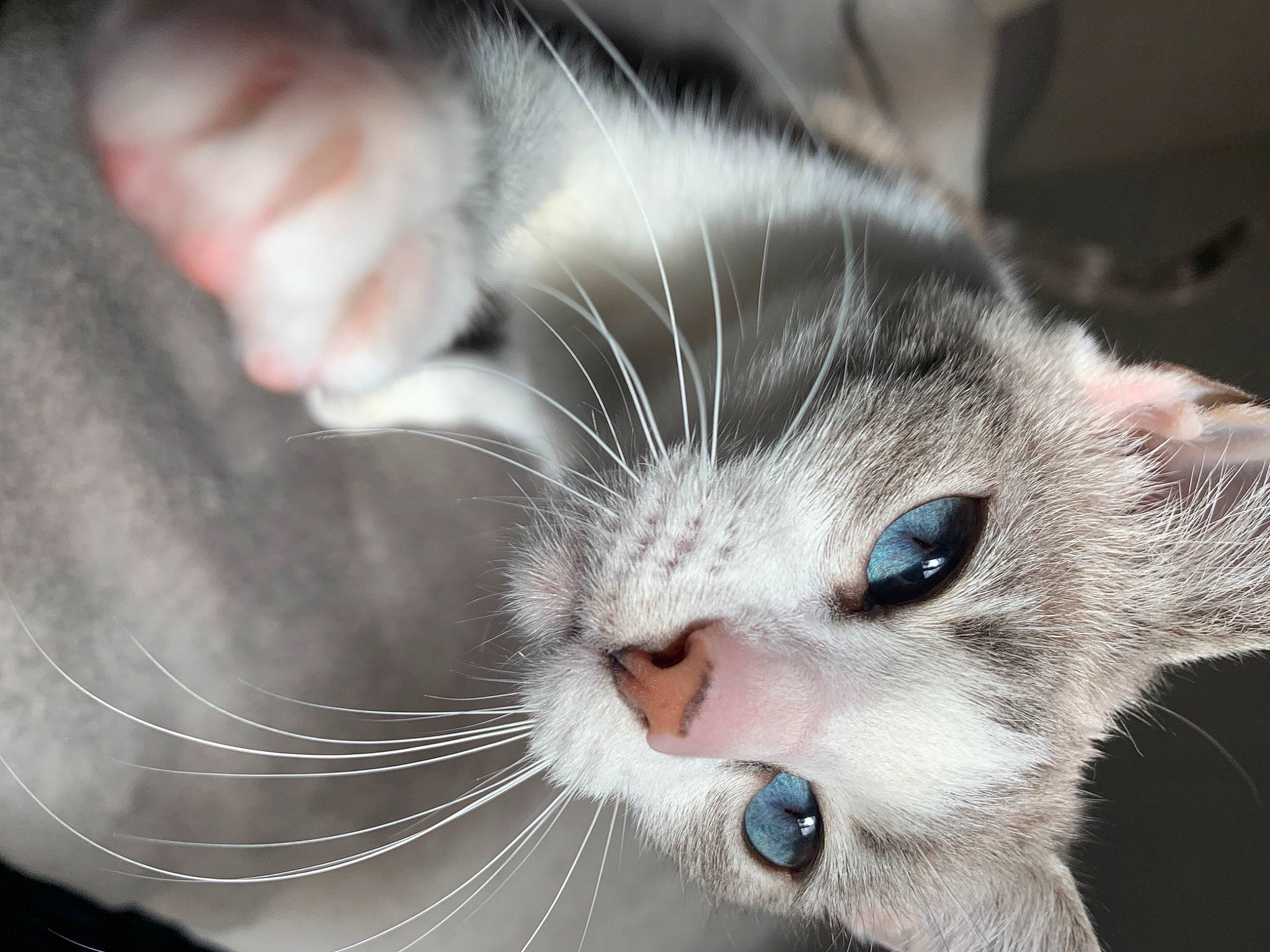 Evoli participe au concours pour gagner de l'argent avec cette photo : carnivore, cat, claw, close_up, comfort, domestic_short_haired_cat, ear, felidae, fur, paw, small_to_medium_sized_cats, snout, whiskers