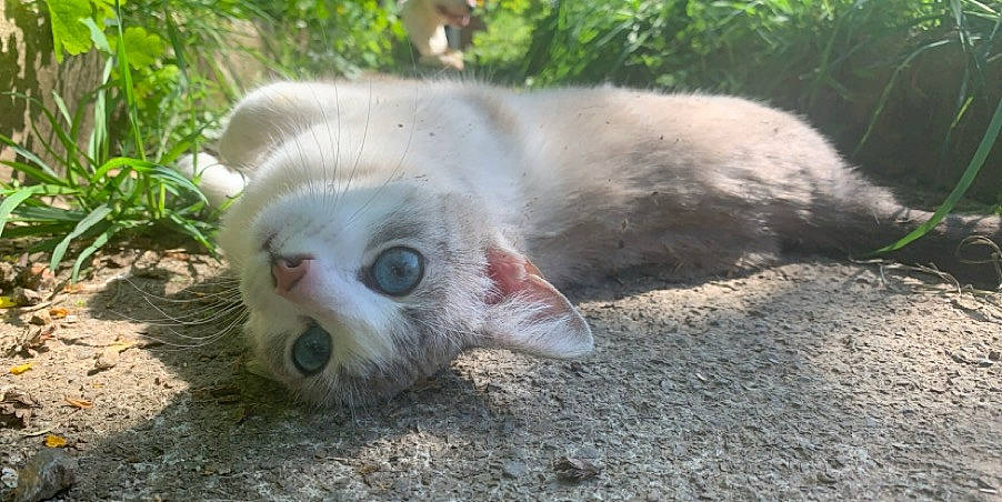 Evoli a rejoint le concours — aidez-le/la à gagner de superbes lots ! canidae, carnivore, cat, claw, domestic_short_haired_cat, fang, fawn, felidae, fur, grass, paw, plant, sand, small_to_medium_sized_cats, snout, soil, tail, terrestrial_animal, whiskers