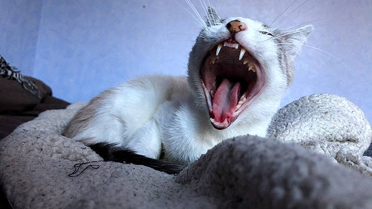 Evoli a rejoint le concours — aidez-le/la à gagner de superbes lots ! carnivore, cat, claw, dog_breed, domestic_short_haired_cat, fang, felidae, fur, gesture, jaw, paw, roar, small_to_medium_sized_cats, snout, tail, terrestrial_animal, tooth, whiskers, wildlife, yawn