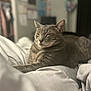 Scooter is registered to the contest to win money with this photo: animal, bed, blurred_background, cat, close_up, cozy, cute, domestic_animal, feline, fur, indoor, peaceful, pet, relaxed, resting, sleeping, soft_light, tabby_cat, whiskers, white_sheets