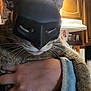 Scooter is registered to the contest to win money with this photo: animal, batman_mask, cat, costume, cute, domestic, ears, funny, fur, hand, holding, indoor, kitchen, light, masked, person, pet, portrait, whiskers, wooden_cabinet