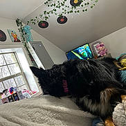 Scooter is registered to the contest to win money with this photo: bedroom, black_dog, blanket, brown_dog, collar, cozy, decorations, dog, figurines, furniture, home, indoor, ivy, light, plush_toys, resting, soft_texture, tv, vinyl_records, window
