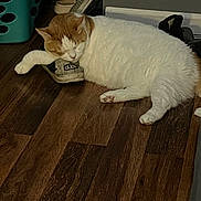 Simba is registered to the contest to win money with this photo: cat, sleeping, shoe, sneaker, floor, wooden_floor, indoor, orange_and_white_cat, laundry_basket, resting, pet, cozy, quiet, relaxed, feline, paw, household, casual, domestic, napping