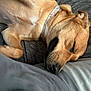 Simba is registered to the contest to win money with this photo: dog, sleeping, resting, brown_fur, collar, closeup, indoor, blanket, gray, remote_control, human_hand, relaxation, pet, cozy, comfort, animal, canine, fur, napping, casual