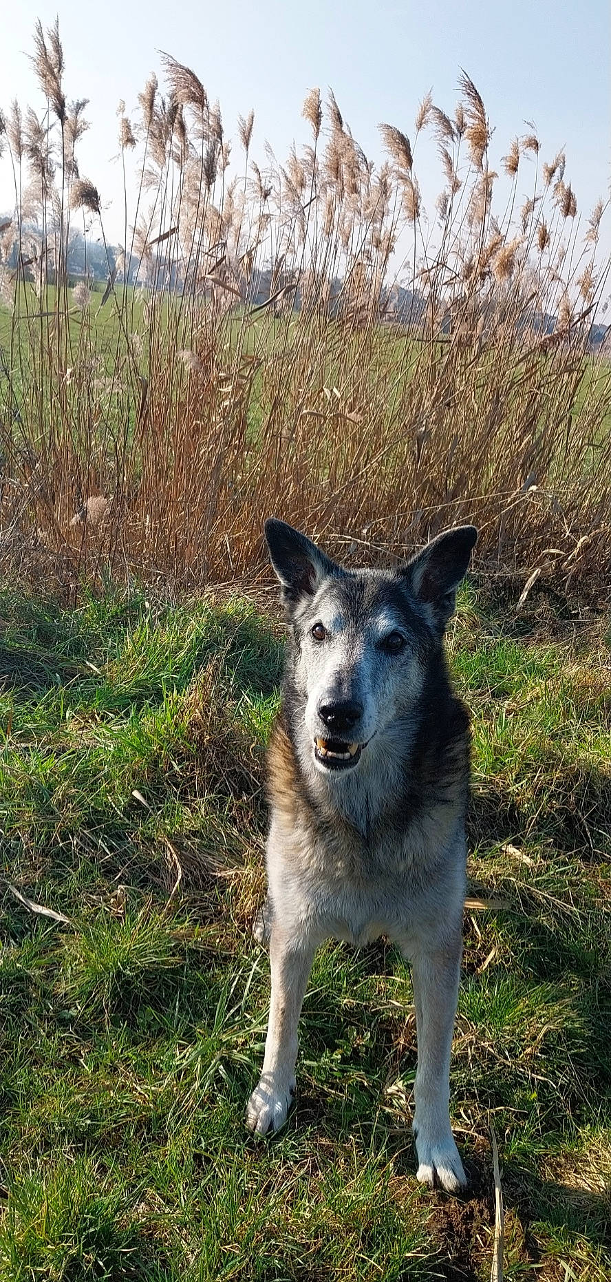 Edwin a rejoint le concours — aidez-le/la à gagner de superbes lots ! canidae, carnivore, dog, dog_breed, grass, plant, snout, soil, sporting_group, terrestrial_animal, whiskers, wildlife, working_animal, working_dog