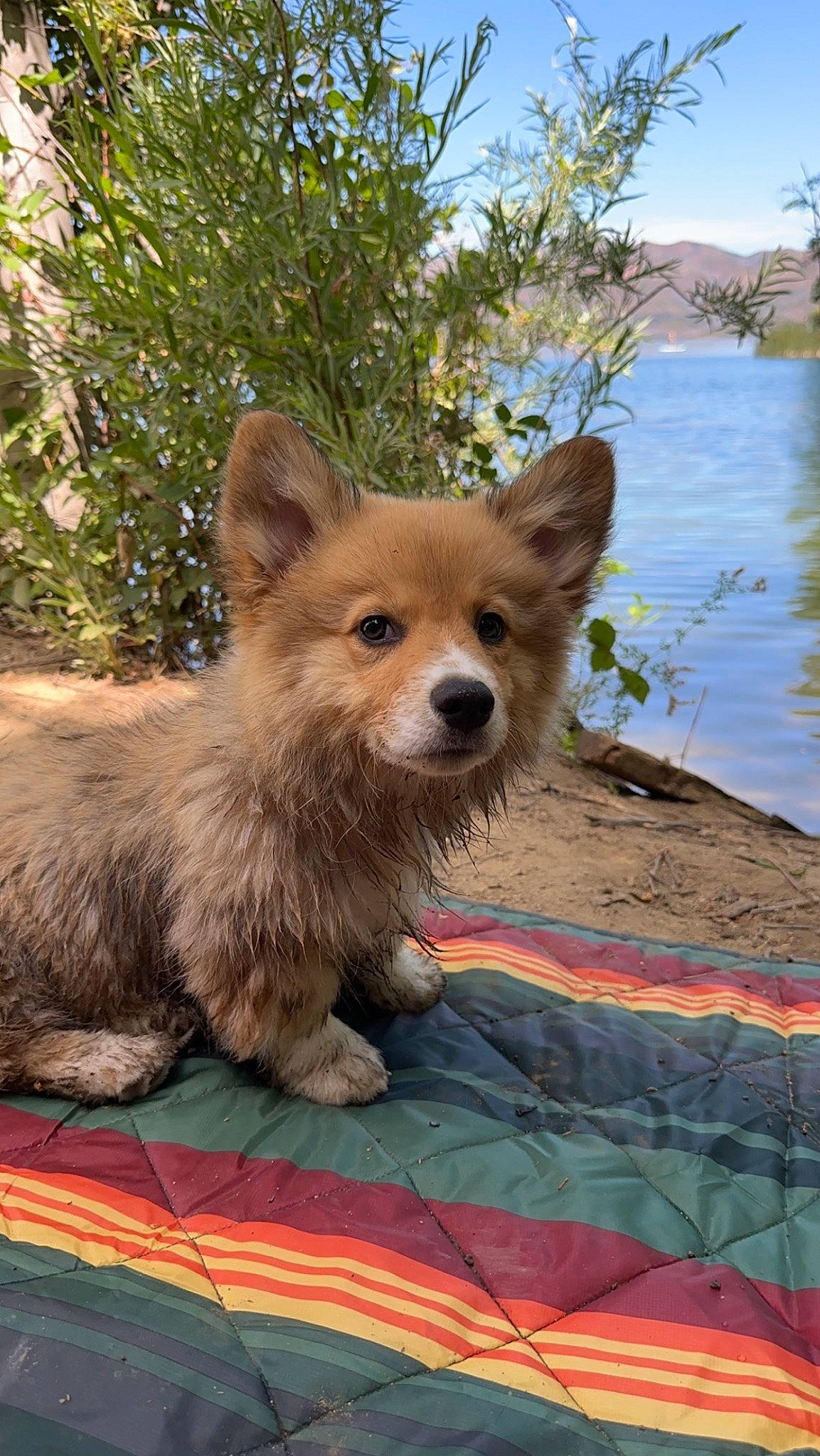 Poncho is registered to the contest to win money with this photo: canidae, carnivore, companion_dog, dog, dog_breed, dog_supply, fawn, fur, lake, plant, sky, snout, sporting_group, tail, terrestrial_animal, water, whiskers, wildlife, wood, working_animal