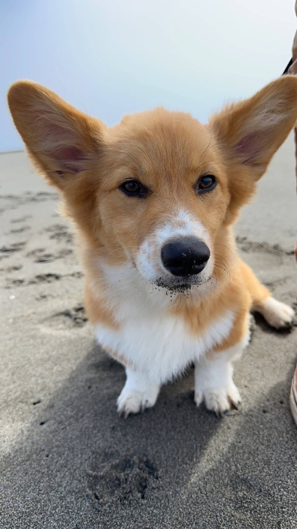 Poncho joined the competition — help win amazing prizes! canidae, carnivore, companion_dog, dog, dog_breed, fawn, fur, sky, sporting_group, terrestrial_animal, whiskers, working_dog