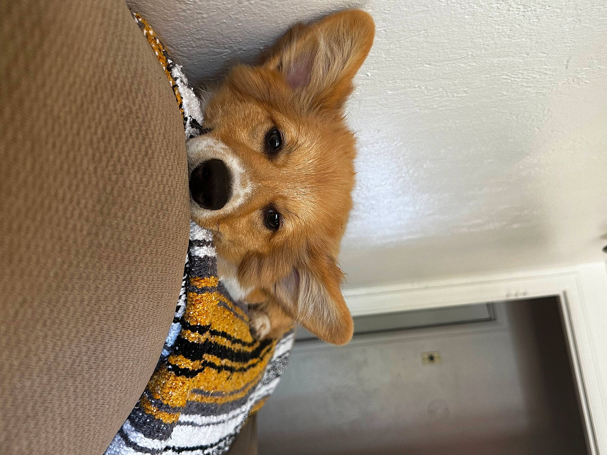 Poncho is registered to the contest to win money with this photo: carnivore, companion_dog, dog, dog_breed, dog_supply, ear, fashion_accessory, fawn, felidae, fur, human_leg, pattern, snout, tail, terrestrial_animal, thigh, toy_dog, whiskers, wood, working_animal