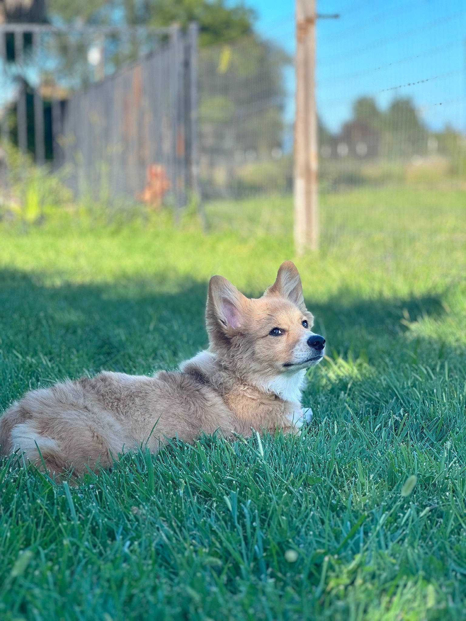 Poncho joined the competition — help win amazing prizes! canidae, canis, carnivore, companion_dog, dog_breed, fawn, fence, fox, grass, grassland, landscape, natural_landscape, plant, sky, snout, swift_fox, tail, terrestrial_animal, tree, whiskers