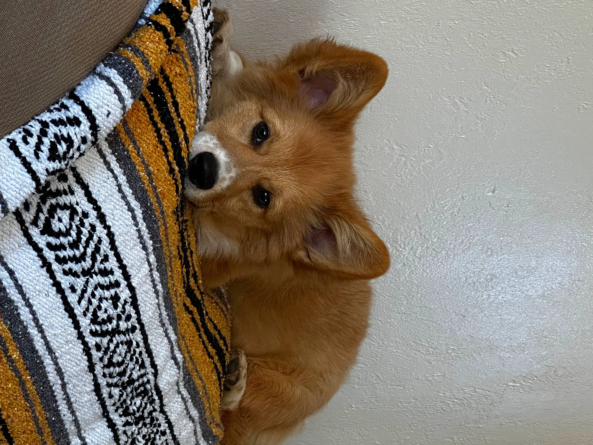 Poncho is registered to the contest to win money with this photo: canidae, carnivore, comfort, companion_dog, corgi_chihuahua, couch, dog, dog_breed, dog_supply, ear, fawn, fur, snout, sporting_group, tail, terrestrial_animal, toy_dog, whiskers, wood, working_animal