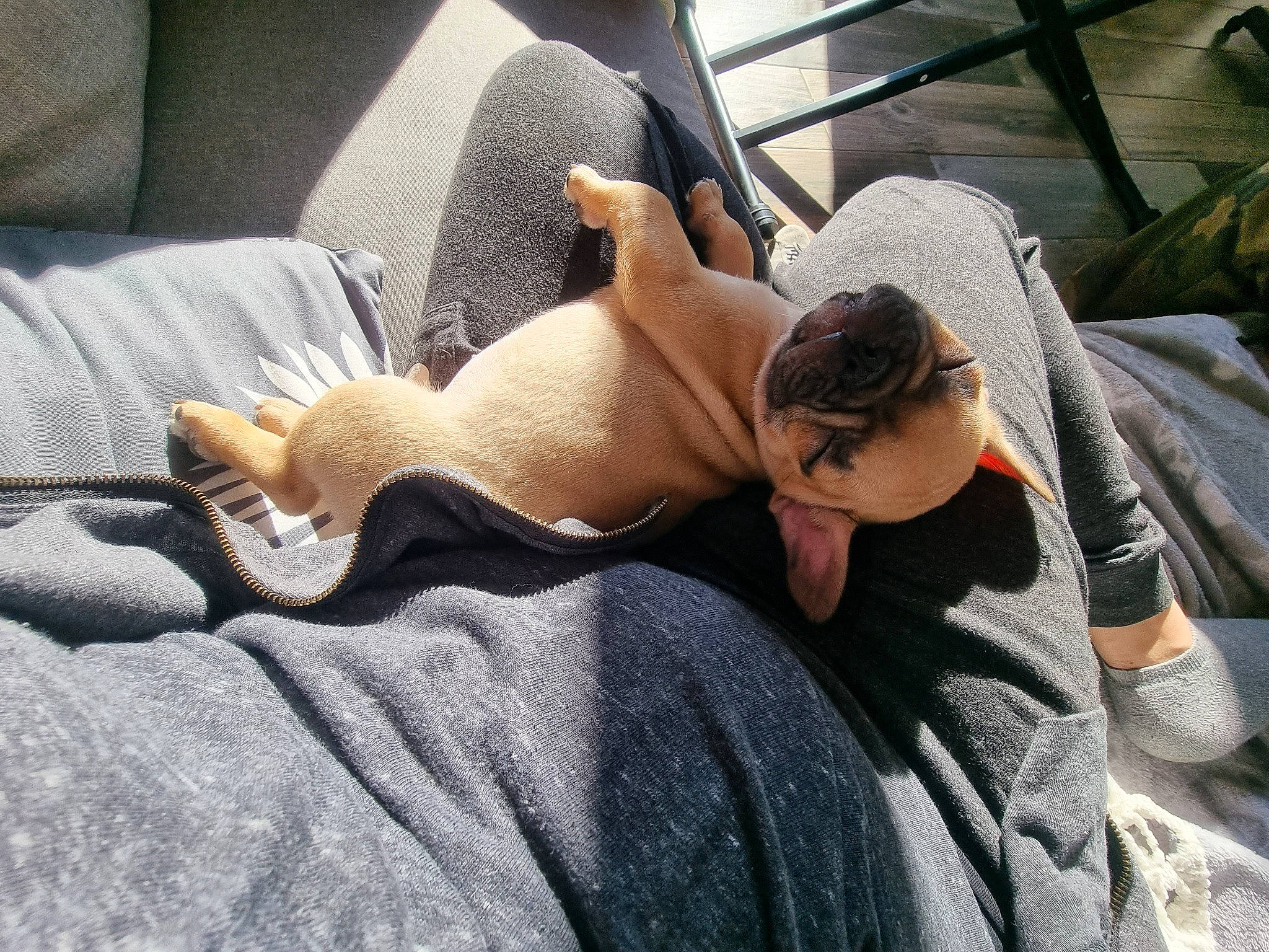 Tyson Fabulous a rejoint le concours — aidez-le/la à gagner de superbes lots ! abdomen, barechested, carnivore, chest, comfort, companion_dog, elbow, fawn, foot, glasses, hat, human_leg, knee, leg, linens, nap, sunglasses, tail, thigh, trunk