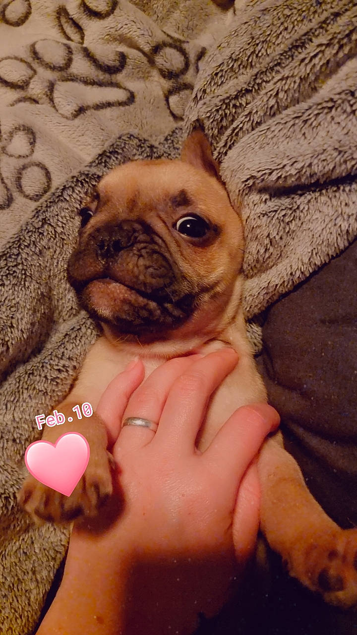 Tyson Fabulous participe au concours pour gagner de l'argent avec cette photo : bulldog, carnivore, comfort, companion_dog, dog, dog_breed, ear, fawn, finger, gesture, hand, happy, mammal, nail, pug, skin, thumb, toy_dog, working_animal, wrinkle