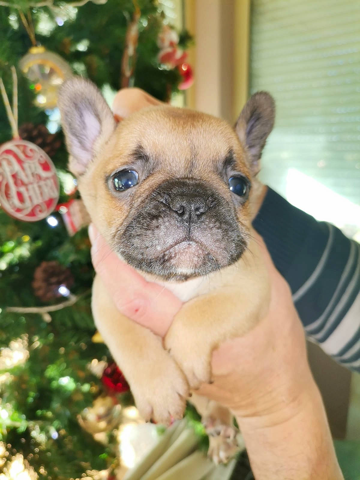 Tyson Fabulous participe au concours pour gagner de l'argent avec cette photo : bulldog, canidae, carnivore, companion_dog, dog, dog_breed, event, fawn, french_bulldog, fur, grass, holiday, plant, snout, sporting_group, terrestrial_animal, toy_dog, whiskers, working_animal, wrinkle