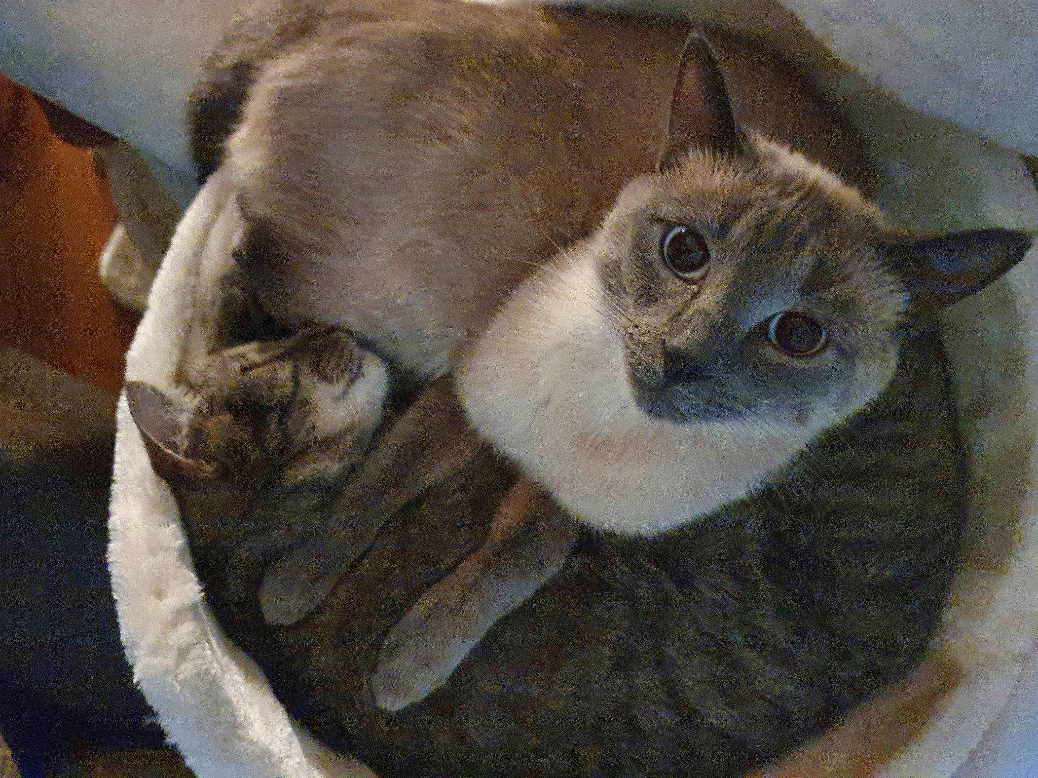 Capi a rejoint le concours — aidez-le/la à gagner de superbes lots ! balinese, box, carnivore, cat, cat_bed, cat_furniture, cat_supply, comfort, domestic_short_haired_cat, fawn, felidae, fur, pet_supply, photo_caption, small_to_medium_sized_cats, snout, tail, thai, whiskers, window