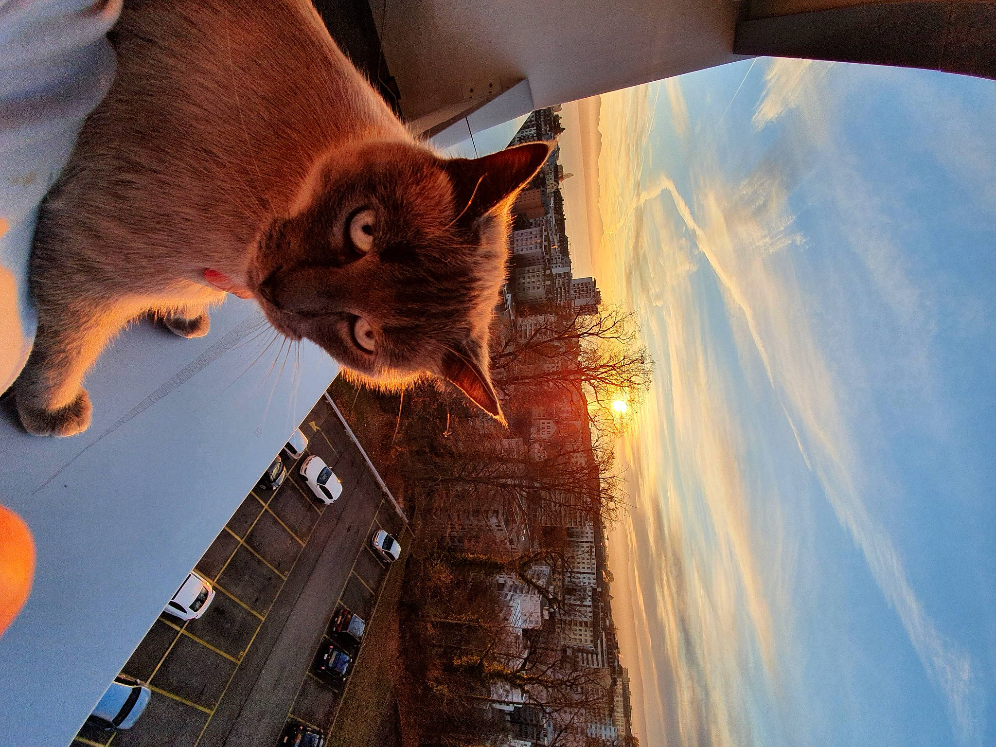 Capi a rejoint le concours — aidez-le/la à gagner de superbes lots ! building, carnivore, cat, city, domestic_short_haired_cat, fawn, felidae, flooring, fun, fur, heat, plant, shadow, sky, small_to_medium_sized_cats, snout, tail, tree, whiskers, wood