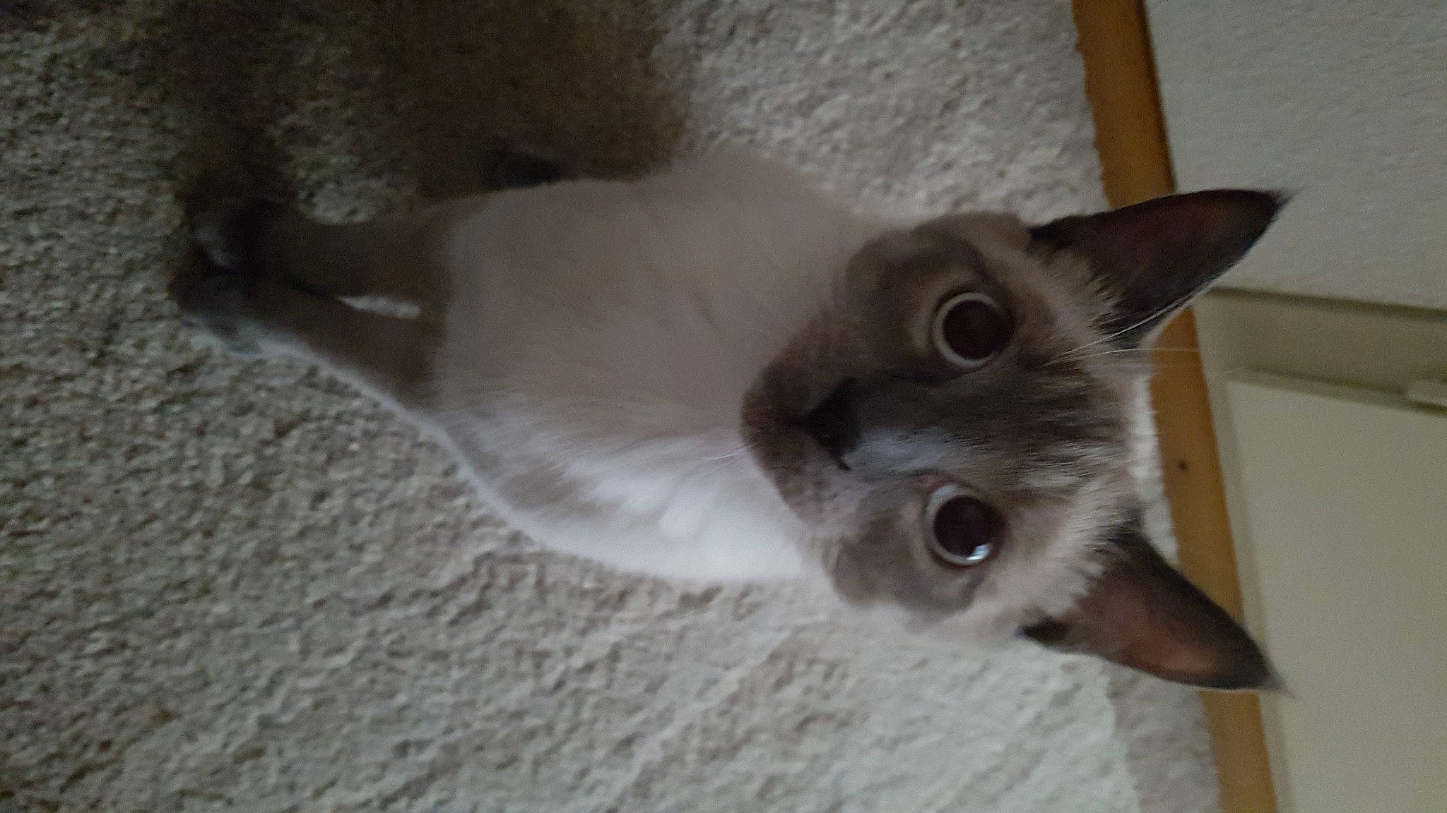 Capi participe au concours pour gagner de l'argent avec cette photo : balinese, carnivore, cat, domestic_short_haired_cat, fawn, felidae, fur, russian_blue, siamese, small_to_medium_sized_cats, snout, tail, thai, tonkinese, whiskers