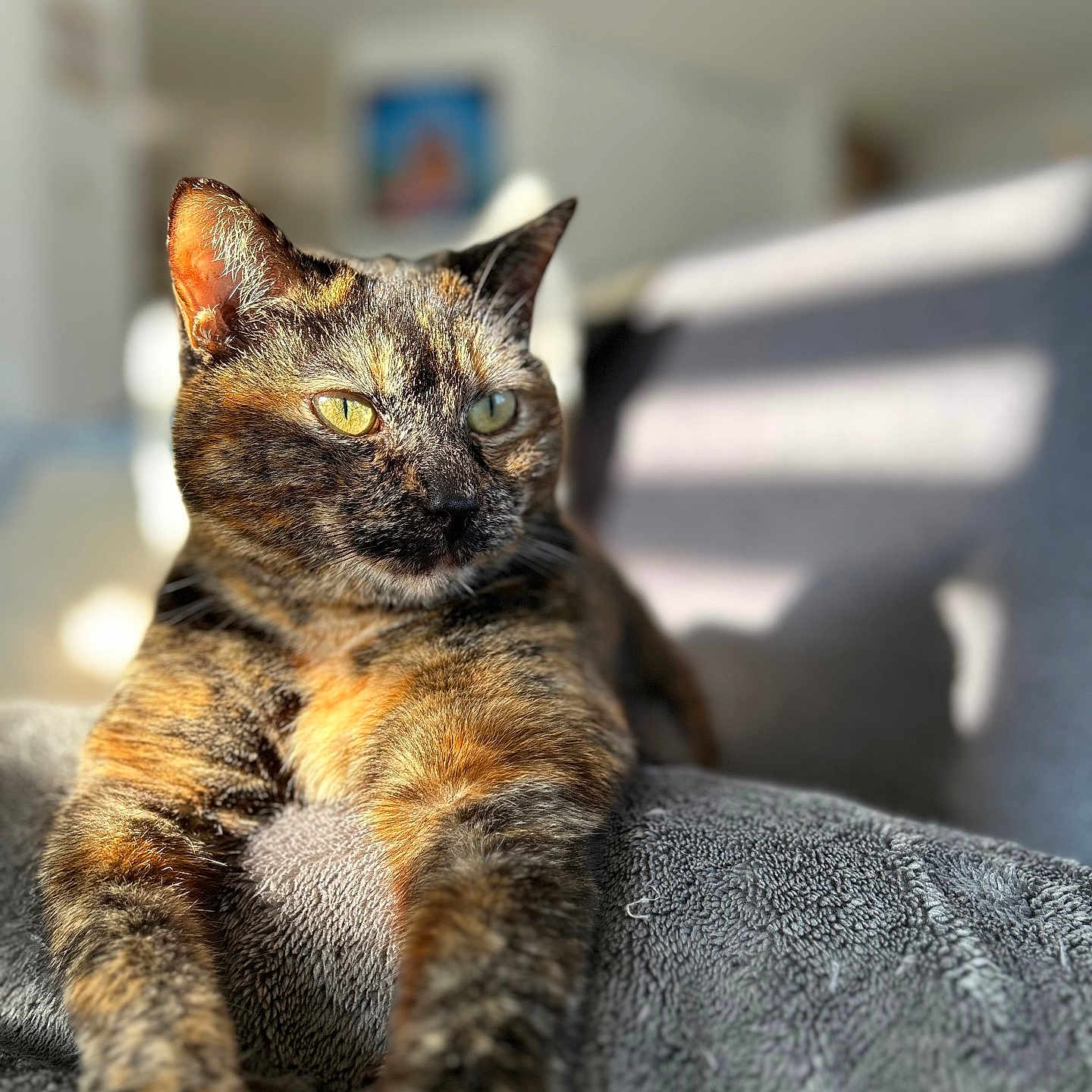Nala a rejoint le concours — aidez-le/la à gagner de superbes lots ! animal, blanket, cat, closeup, comfort, cozy, cute, feline, fur, home, indoor, paw, pet, portrait, relaxing, resting, soft, sunlight, tortoiseshell, whiskers