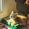 Simba participe au concours pour gagner de l'argent avec cette photo : blanket, cat, chair, cozy, curious, cute, domestic_animal, feline, green_blanket, indoor, kitten, light_and_shadow, orange_cat, pet, relaxing, resting, soft_toy, sunlight, window, young_animal