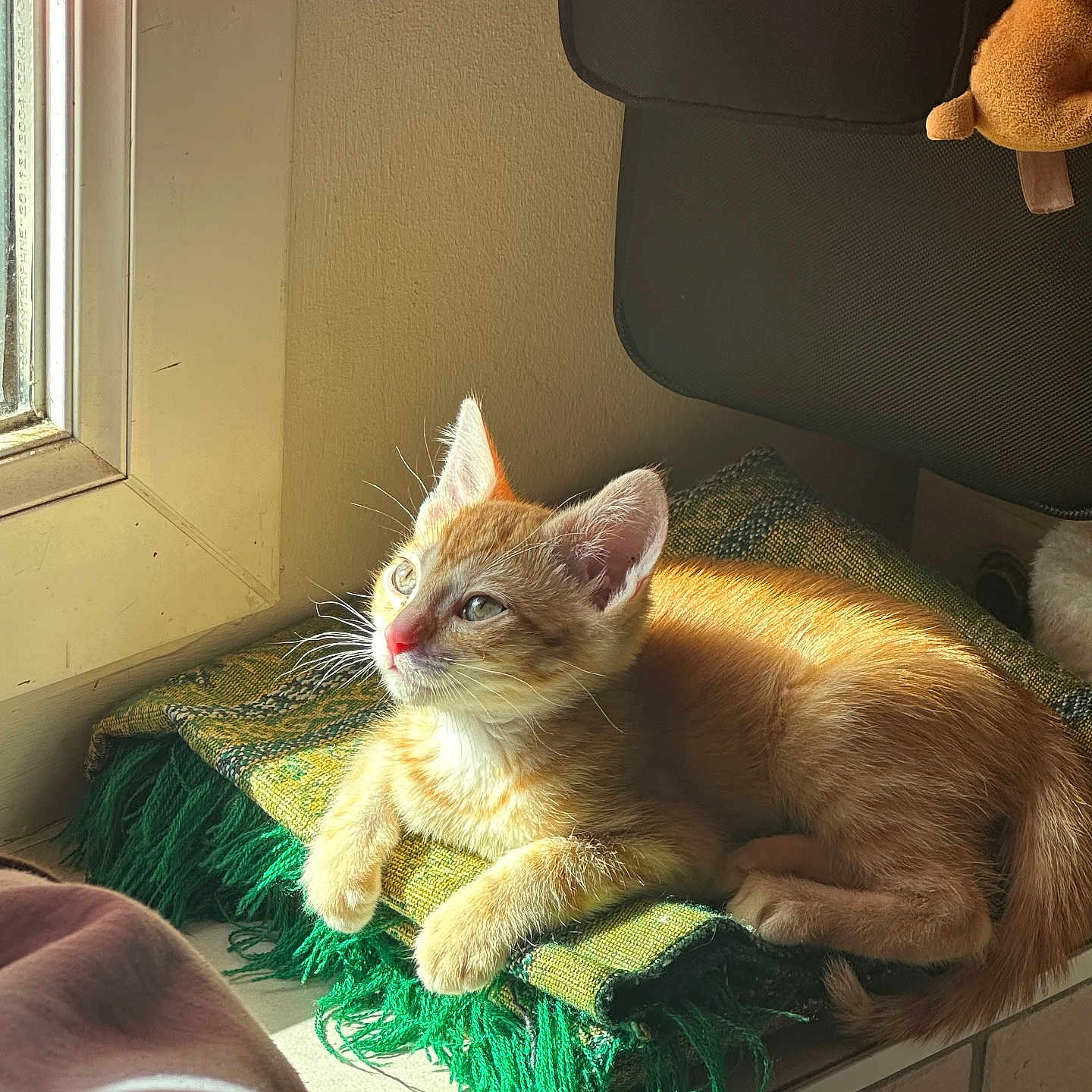 Simba