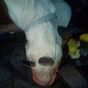 Baby Face is registered to the contest to win money with this photo: dog, white_dog, sunglasses, pet, animal, lying_down, collar, indoor, dark, blurry, accessory, cool, resting, close_up, domestic_animal, fur, muzzle, shade, relaxed, casual