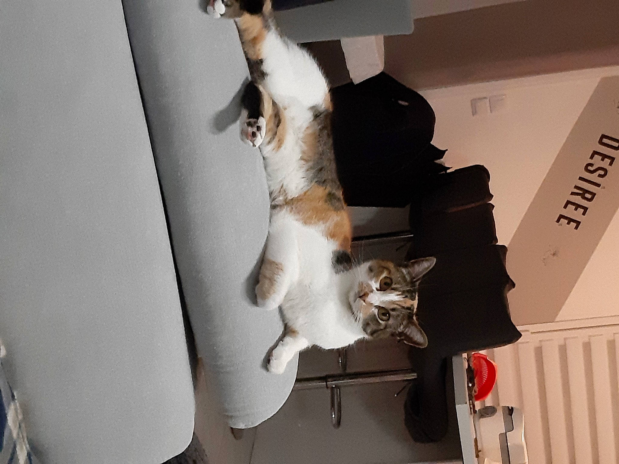 Noisette participe au concours pour gagner de l'argent avec cette photo : canidae, carnivore, cat, comfort, companion_dog, dog_breed, domestic_short_haired_cat, felidae, fur, paw, room, small_to_medium_sized_cats, sporting_group, tail, whiskers, wood