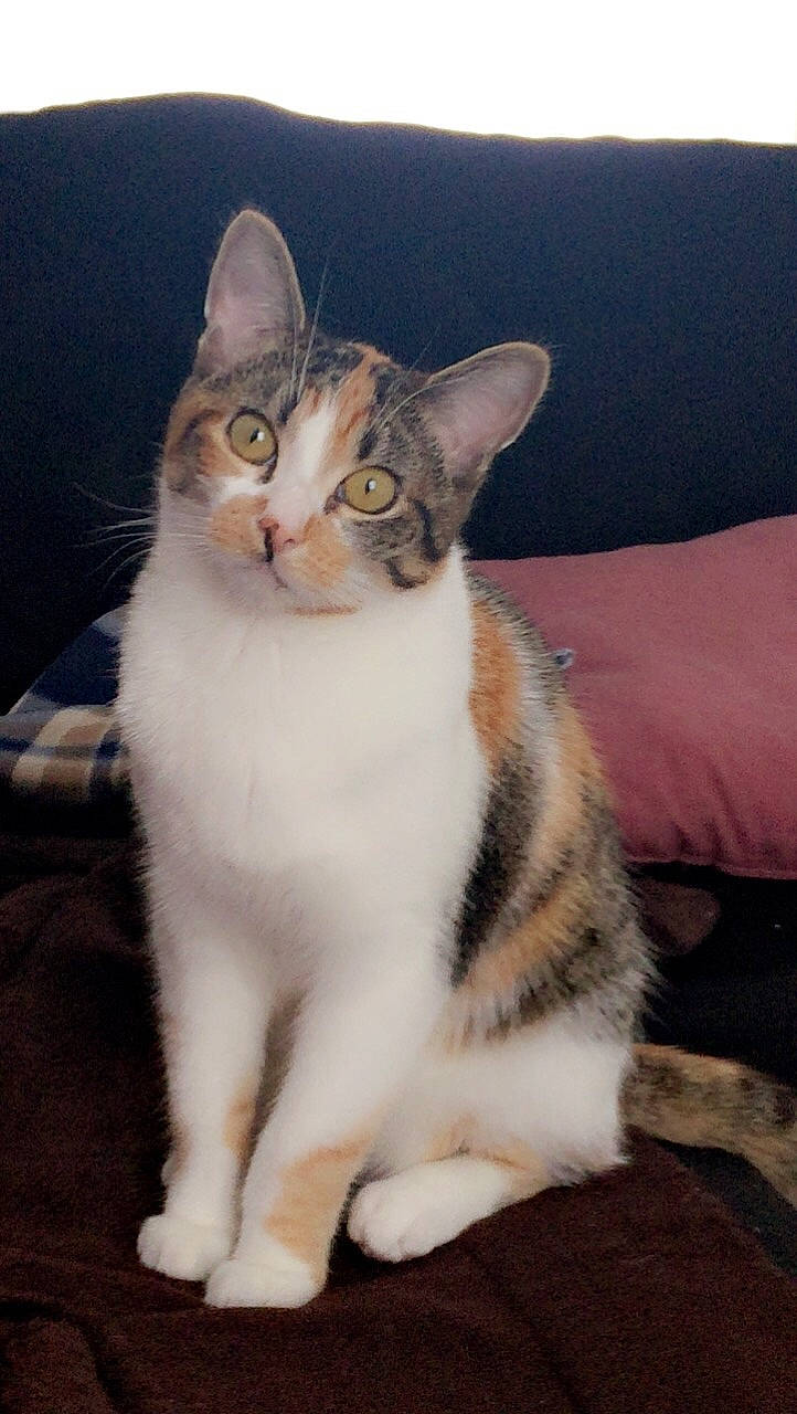 Noisette