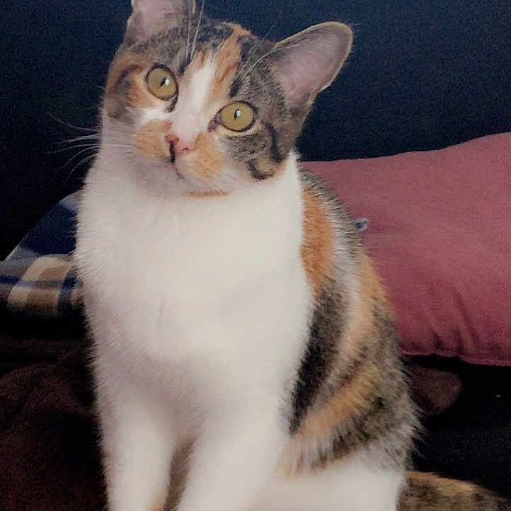 Noisette