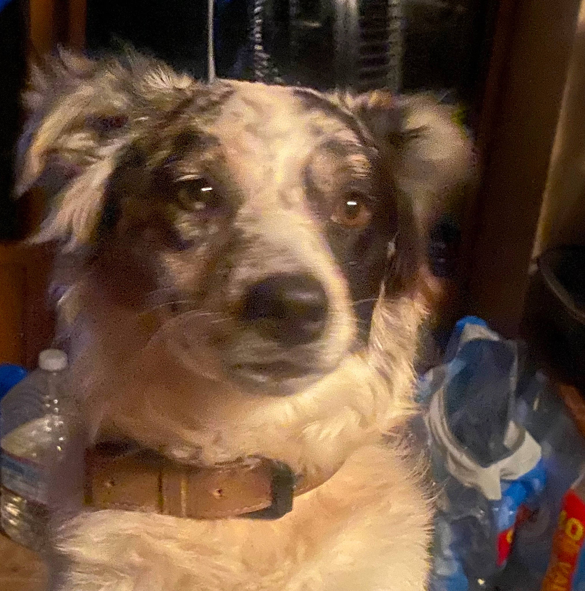 Loki joined the competition — help win amazing prizes! ancient_dog_breeds, canidae, carnivore, collar, companion_dog, dog, dog_breed, dog_collar, ear, eyewear, fawn, fur, snout, sporting_group, terrestrial_animal, whiskers, working_animal