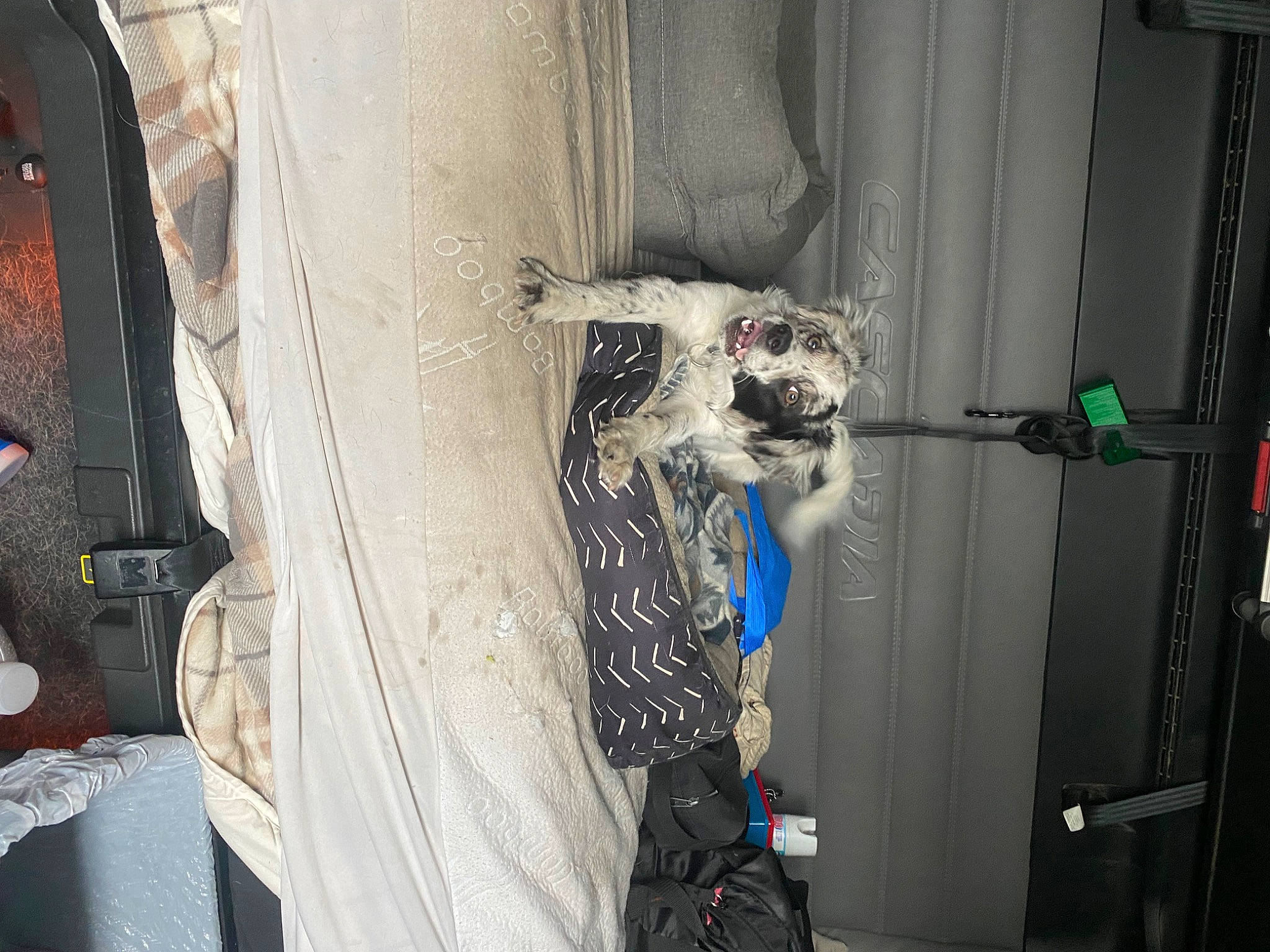 Loki is registered to the contest to win money with this photo: art, auto_part, automotive_exterior, automotive_tire, cat, door, electrical_supply, electrical_wiring, felidae, fender, fur, machine, rim, room, small_to_medium_sized_cats, tail, vehicle_door, whiskers, wire, wood