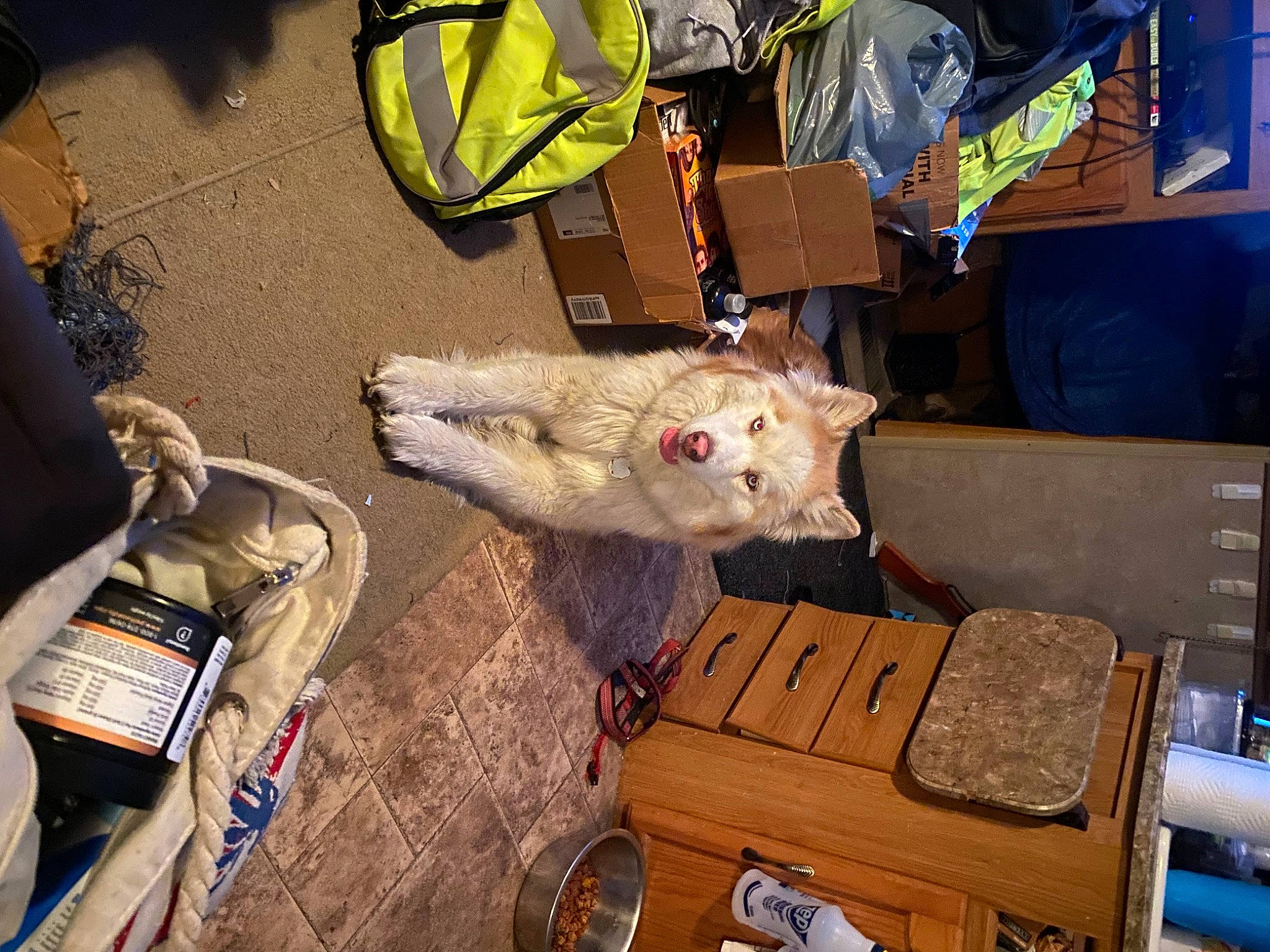 Alaska joined the competition — help win amazing prizes! art, bag, baggage, box, canidae, fawn, fur, luggage_and_bags, plastic, shipping_box, small_to_medium_sized_cats, sporting_group, stuffed_toy, tire, toy, whiskers, wood