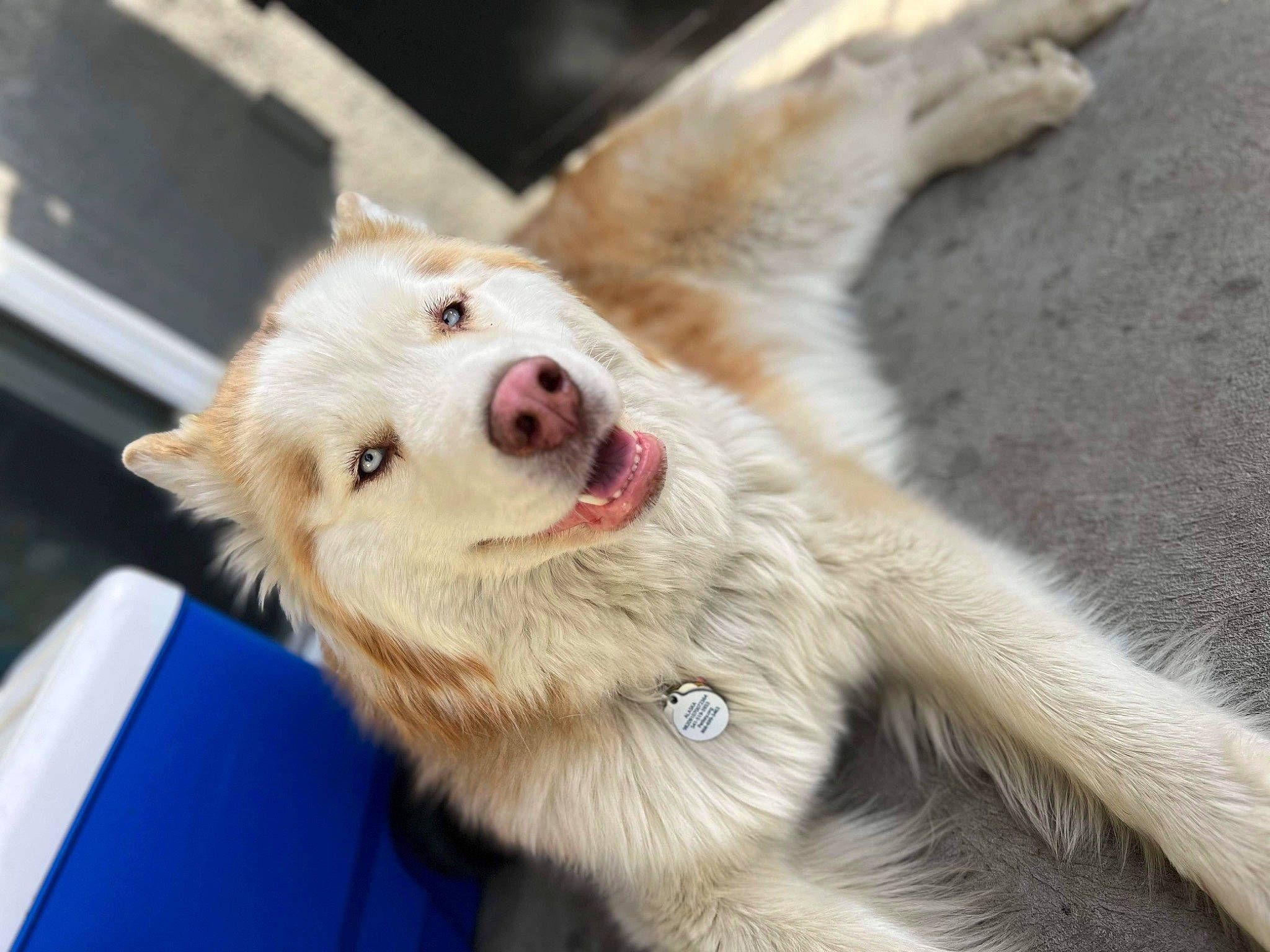 Alaska is registered to the contest to win money with this photo: ball, canidae, canis, carnivore, claw, collar, companion_dog, dog, dog_breed, fang, fawn, felidae, fur, paw, snout, spitz, sporting_group, terrestrial_animal, whiskers, yawn