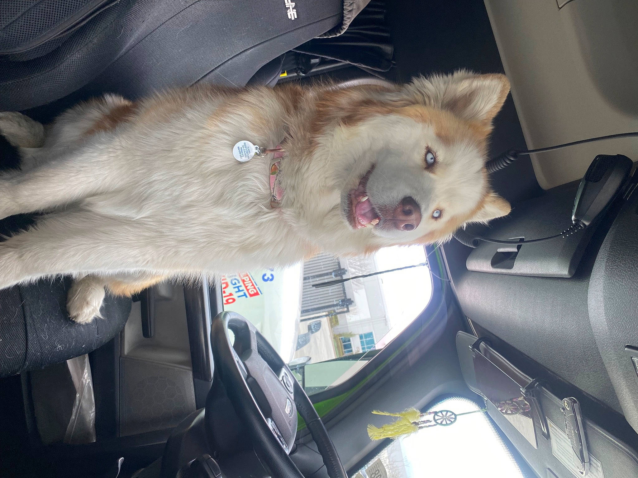 Alaska is registered to the contest to win money with this photo: auto_part, automotive_design, car, car_seat, carnivore, companion_dog, dog_breed, family_car, fawn, felidae, fur, motor_vehicle, personal_luxury_car, seat_belt, snout, sporting_group, vehicle, vehicle_door, whiskers, windshield