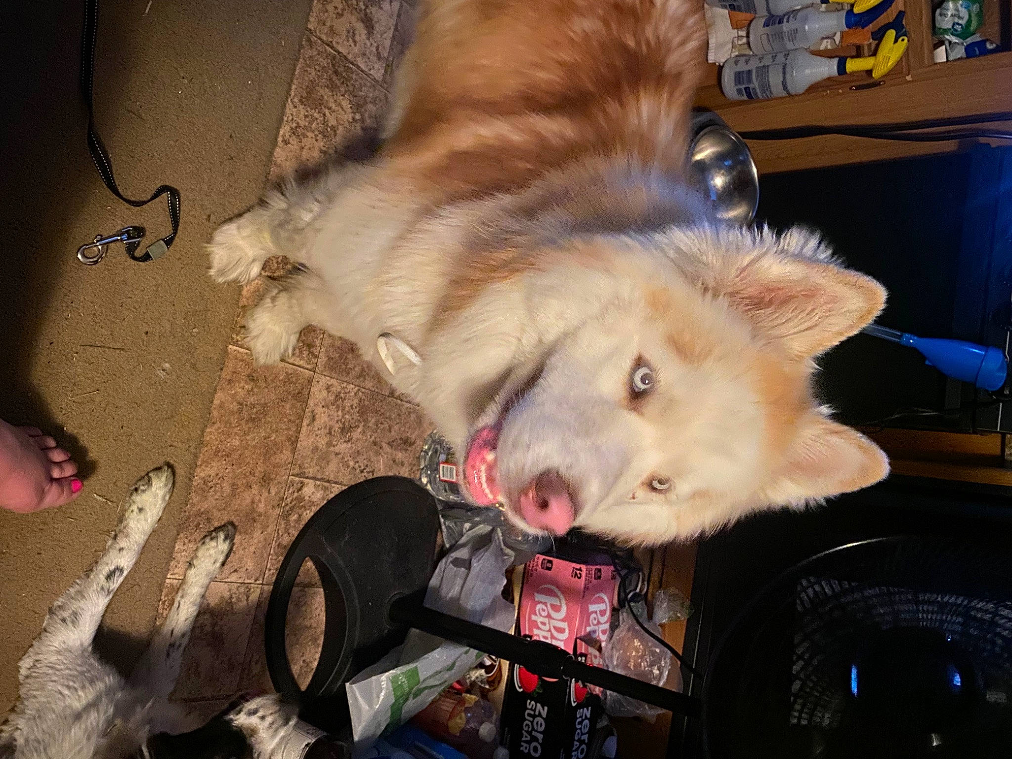 Alaska joined the competition — help win amazing prizes! animal_shelter, canidae, carnivore, claw, companion_dog, dog, dog_breed, fang, fawn, felidae, foot, fur, jaw, paw, small_to_medium_sized_cats, snout, spitz, sporting_group, tail, whiskers