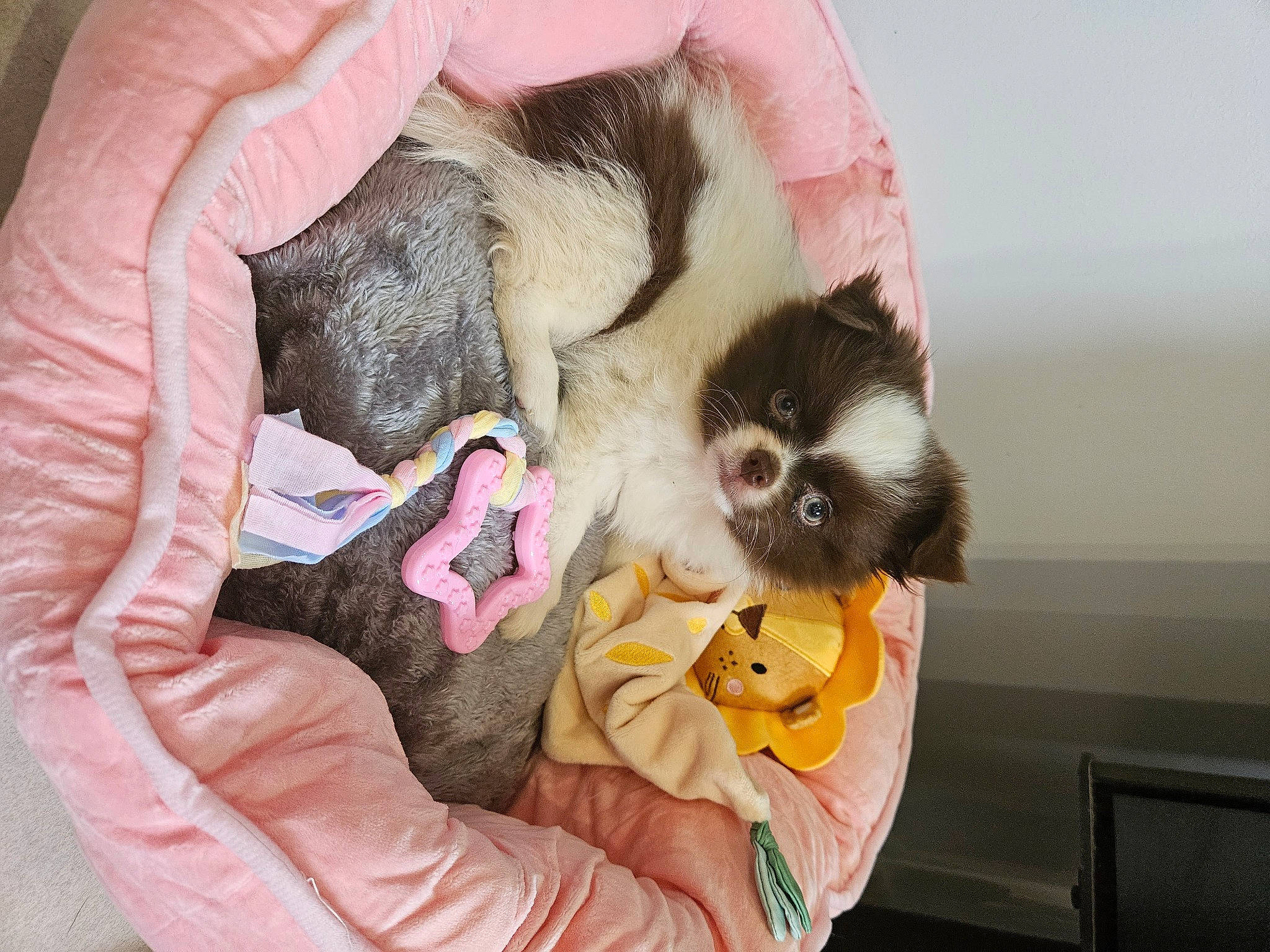 Thayná participe au concours pour gagner de l'argent avec cette photo : canidae, carnivore, cat_bed, claw, comfort, companion_dog, dog_breed, ear, fawn, felidae, ferret, fur, mustelidae, paw, procyonidae, small_to_medium_sized_cats, snout, tail, toy_dog, whiskers